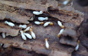 Home Maintenance: Getting Rid of Termite Damage with Lydia Solis