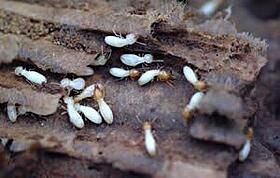 termite damage