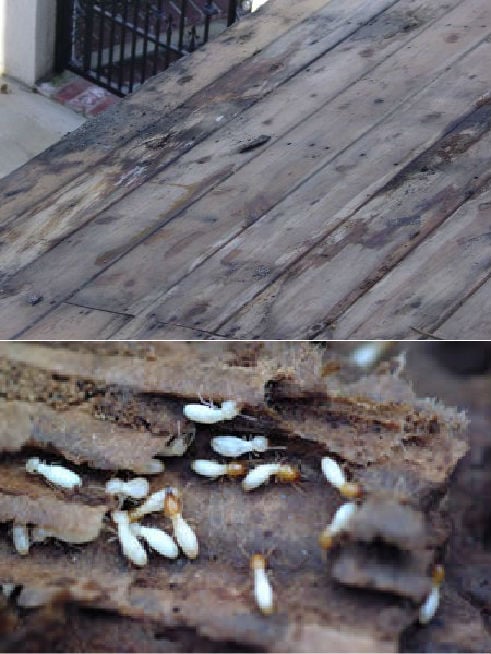 How to Prevent Termite Damage on a Wood Deck