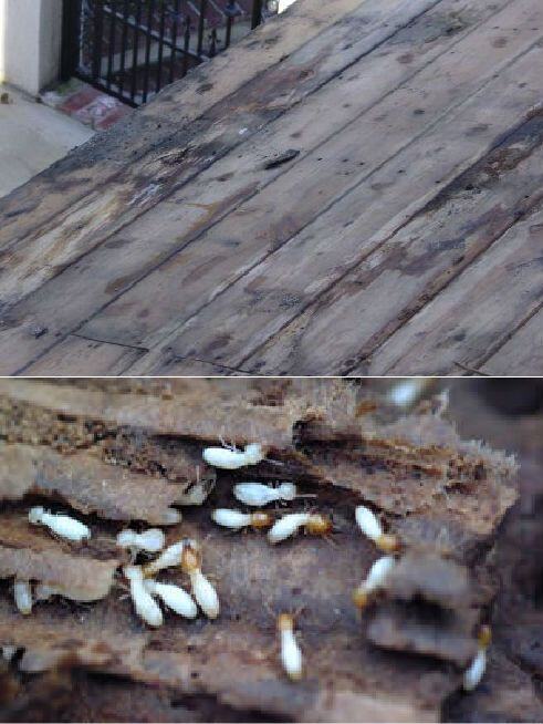 How to Prevent Termite Damage on a Wood Deck