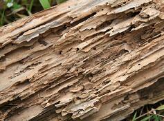 termite-damage