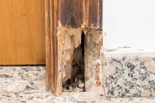 termite-damage-repair-redondo-beach-what-causes-termite-damage