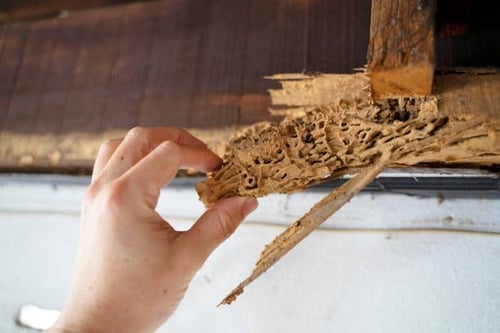 termite_damage_repair_redondo-beach-ca
