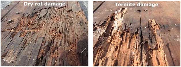 spotting dry rot and termite damage