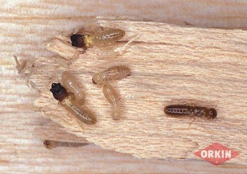 termite damage