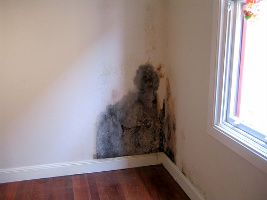 black mold