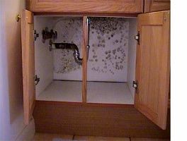 mold under the sink