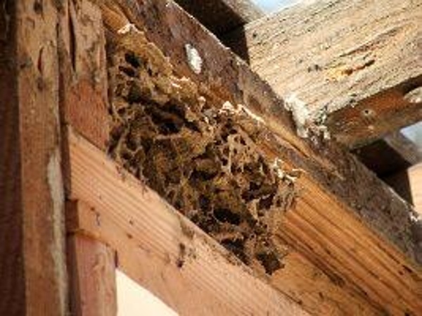 termite damage repair manhattan beach