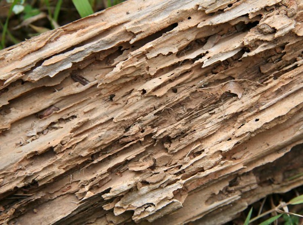 termite damage repair in manhattan beach,ca